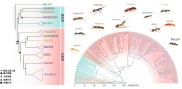 我国科学家重要成果：探索蚂蚁演化历史与社会系统机制
