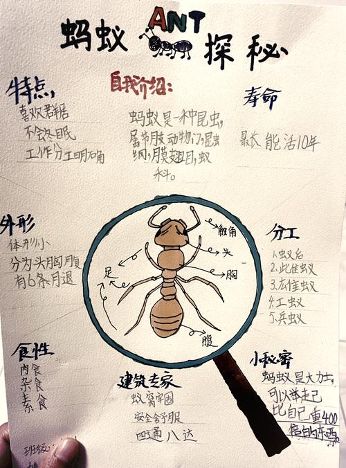 蚂蚁演化历史_蚂蚁股票配资系统_蚂蚁社会系统演化机制