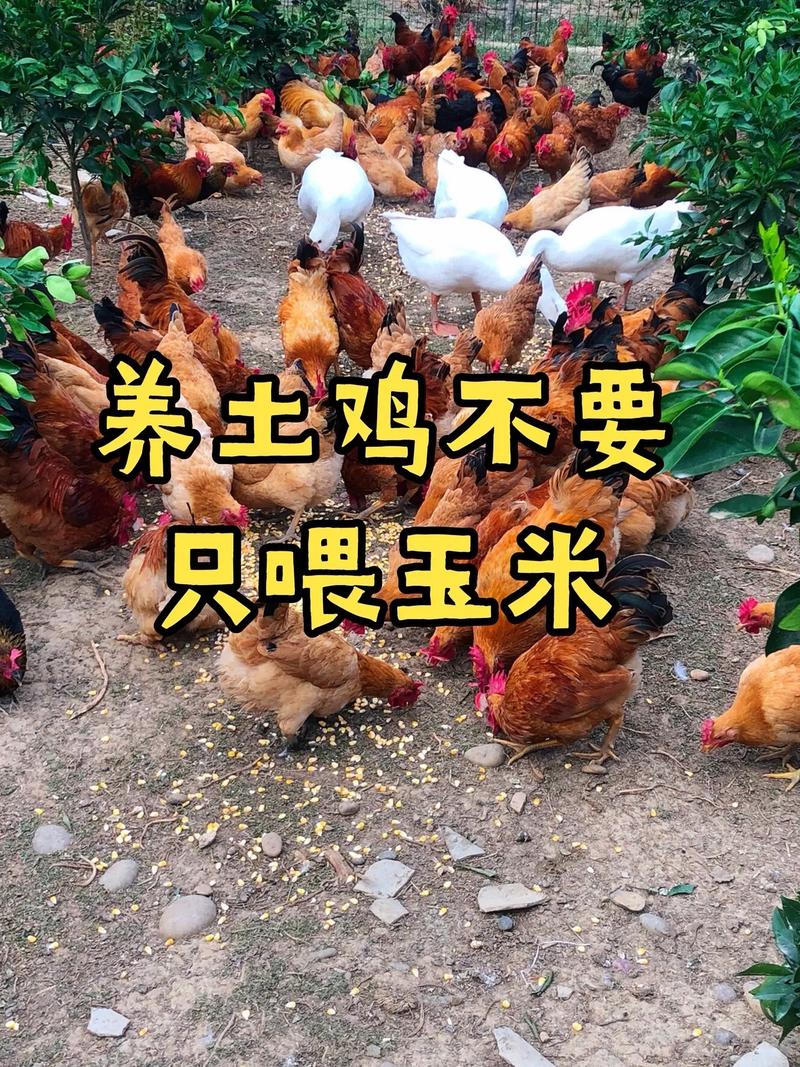 搞什么养殖赚钱_养鸡赚钱项目_兔子养殖低成本高回报