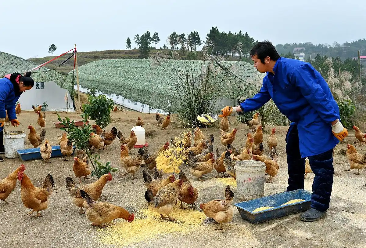 搞什么养殖赚钱_水产养殖小龙虾养殖技术_家庭养殖特色禽类项目