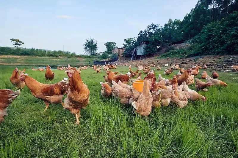 搞什么养殖赚钱_水产养殖小龙虾养殖技术_家庭养殖特色禽类项目